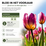 Tulpenbollen Light and Dreamy — pastelmix, 20 stuks (maat 11/12)