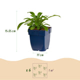Green boutiQ - Vasteplant - Campanula pers. Alba - Perzikbladklokje - Bijen en Vlinderlokkers - Wit - 1 Plant - Pot 11cm - Hoogte 15-25cm