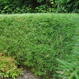 Green boutiQ - Bamboe - Fargesia rufa - Groen - 4 Planten - Bladhoudend - Niet Woekerend- Pot 17cm Hoogte 60cm