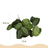 Green boutiQ - Kamerplant - Maranta Fascinator Silverband - Gebedsplant - Huisdiervriendelijke Plant - Groen - 2 Planten - met Potter Grijs - Pot 12cm - Hoogte 25cm