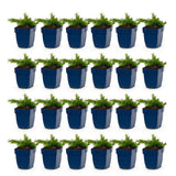 Green boutiQ - Vasteplant - Phlox Maischnee - Vlambloem - Bodembedekkend - Wit - 24 Planten - Pot 11cm - Hoogte 15-25cm