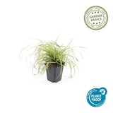 48x Carex oshim. 'Evergold'- ↕10-25cm - Ø9cm