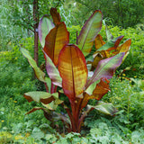 Green boutiQ - Fruitplant - Bananen plant - Ensete ventricosum Maurelli - Winterhard - 6 planten - Pot 12cm Hoogte 30cm