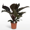 Green boutiQ - Kamerplant - Philodendron - Philodendron Imperial Red - Rood - Weinig onderhoud - 1 Plant - Pot 19cm - Hoogte 60cm