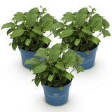 Green boutiQ - Tuinplant - Hydrangea Endless Summer Blue - Pink - White - Hortensia - Winterhard - Blauw - Roze - Wit - 3 Planten - Pot 14cm - Hoogte 20-25cm