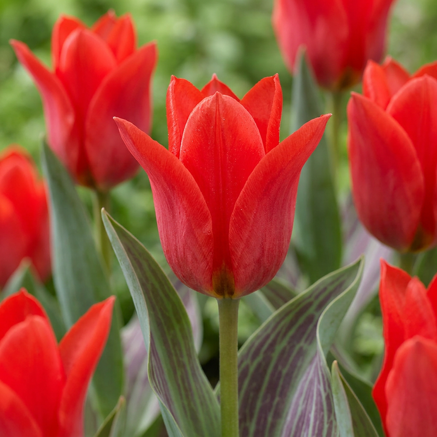 Tulpenbollen Greigii Red — rood, 30 stuks (bolmaat 11/12)
