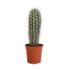 Pachycereus pringlei - 17cm - zonder pot