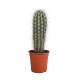 Pachycereus pringlei - 17cm - zonder pot
