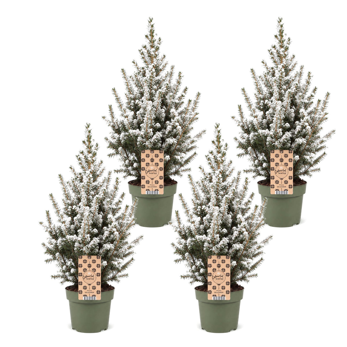 Set van 4 — Kegelspar kerstboom besneeuwd — Ø17 cm, 65 cm hoog