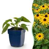 Green boutiQ - Vasteplant - Rudbeckia fulg. Goldsturm - Gele zonnehoed - Bijen- en vlinderlokkers - Geel - 6 Planten - Pot 11cm - Hoogte 15-25cm