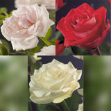 Green boutiQ - Klimroos - Rosa Tricolour- Bloemen Roze Wit Rood - Weinig onderhoud - 3 planten - Pot 11cm Hoogte 40cm