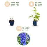 Green boutiQ - Vasteplant - Delphinium (P) Blue Bird - Ridderspoor - Bijen en Vlinderlokkers - Blauw - 24 Planten - Pot 11cm - Hoogte 15-25cm