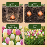 Tulpenbollen Sorbet mix — roomwit-roze tulpenmix, 96 stuks (maat 11/12)