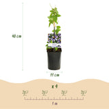 Green boutiQ - Passiebloem - Passiflora Tricolour- Bloem Roze Wit Paars - Weinig onderhoud - 3 planten - Pot 11cm Hoogte 40cm
