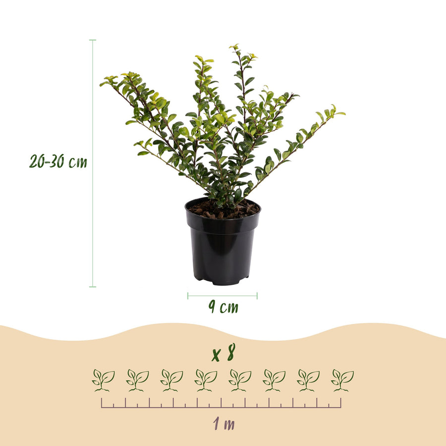 Ilex crenata Covenxa — Hulsthaag, 40 stuks, 20-30 cm