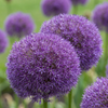 4x Allium Pinball Wizard - Sierui Tovenaarsbal - Paars - Zomerbloeier - Bolmaat 18/20
