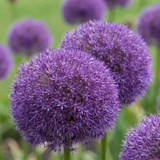 4x Allium Pinball Wizard - Sierui Tovenaarsbal - Paars - Zomerbloeier - Bolmaat 18/20