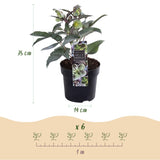 Green boutiQ - Tuinplant - Lenten Rose Helleborus sternii Silver Dollar - GroeneBloem -1 Plant - Groenblijvend - Pot 14cm Hoogte 35cm