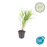 6x Hakonechloa macra - ↕10-25cm - Ø9cm