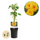 Green boutiQ - Klimroos - Rosa Spring Queen -BloemGeel - Weinig onderhoud - 2 planten - Pot 11cm Hoogte 40cm