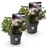 Green boutiQ - Dwerg Rhododendron - Rhododendron Bloombux Light Pink - Bloeiende Buxus - Weinig Onderhoud - Licht Roze Bloem - 2 Planten - Pot 17cm - Hoogte 30-40cm