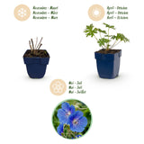 Green boutiQ - Vasteplant - Geranium Johnson's Blue - Ooievaarsbek - Bodembedekkend - Blauw - 24 Planten - Pot 11cm - Hoogte 15-25cm