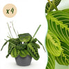 Green boutiQ - Kamerplant - Maranta Fascinator Lemon Lime - Gebedsplant - Huisdiervriendelijke Plant - Groen - 4 Planten - met Potter Grijs - Pot 12cm - Hoogte 25cm