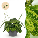 Green boutiQ - Kamerplant - Maranta Fascinator Lemon Lime - Gebedsplant - Huisdiervriendelijke Plant - Groen - 4 Planten - met Potter Grijs - Pot 12cm - Hoogte 25cm