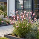 Green boutiQ - Vasteplant - Gaura lindh. Rosyjane - Prachtkaars - Bijen- en vlinderlokkers - Roze - 1 Plant - Pot 11cm - Hoogte 15-25cm
