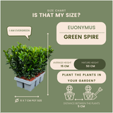 12x Euonymus 'Green Spire' 2x - 12 x Ø 7 cm - ↨ 15 cm