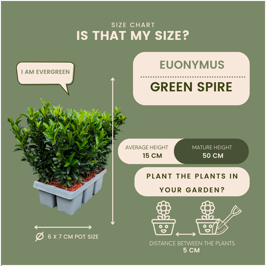 Euonymus 'Green Spire' — Kardinaalsmutshaag, 72 stuks, 15 cm