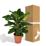 Calathea Zebrina - Pauwenplant - Ø19cm - ↕75cm