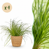 Green boutiQ - Kamerplant - Cyperus alternifolius Zumula - Kattengras - Huisdiervriendelijke Plant - Groen - 4 Planten - met Mand - Pot 12cm - Hoogte 20cm