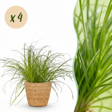 Green boutiQ - Kamerplant - Cyperus alternifolius Zumula - Kattengras - Huisdiervriendelijke Plant - Groen - 4 Planten - met Mand - Pot 12cm - Hoogte 20cm