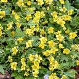 60x Waldsteinia ternata - ↕10-25cm - Ø9cm