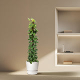 Epipremnum Aureum mosstok - 180 cm - ø34