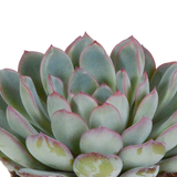 Echeveria mix 8.5 cm - 3x - in witte pot