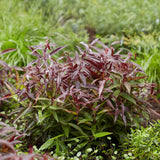 Green boutiQ - Tuinplant - Leucothoe Burning Love - Rood - 1 Plant -Groenblijvend - Weinig Onderhoud - Pot 17cm Hoogte 45cm