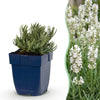 Green boutiQ - Vasteplant - Lavandula ang. Hidcote - Lavendel - Geurend - Paars - 1 Plant - Pot 11cm - Hoogte 15-25cm