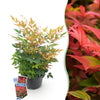 Green boutiQ - Tuinplant - Nandina Gulfstream - Oranje - 1 Plant - Groenblijvend - Weinig Onderhoud - Pot 17cm Hoogte 45cm