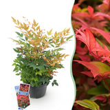 Green boutiQ - Tuinplant - Nandina Gulfstream - Oranje - 1 Plant - Groenblijvend - Weinig Onderhoud - Pot 17cm Hoogte 45cm
