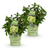 Green boutiQ - Tuinplant - Hydrangea panniculata Groundbreaker Greeny - Pluimhortensia - Winterhard - Creme - 2 Planten - Pot 14cm -Hoogte 20-25cm