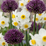 70x Bulb Dry Garden - Droge tuin bollenplanten - Diversen - Zomerbloeier - Bolmaat 10/12