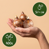 Krokusbollen Ruby Giant — paarse boerenkrokus, 400 stuks (maat 5/+)
