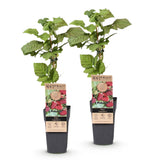 Green boutiQ - Fruitplant - Rubus Thornless Loganberry - Braamboos - Winterhard - Rode Vrucht - 2 Planten - Pot 15cm - Hoogte 50cm