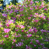 Green boutiQ - Heesters -Magnolia Susan- Bloemen Donker Roze - 1 plant - bladverliezend - weinig onderhoud - pot 17cm hoogte 45cm