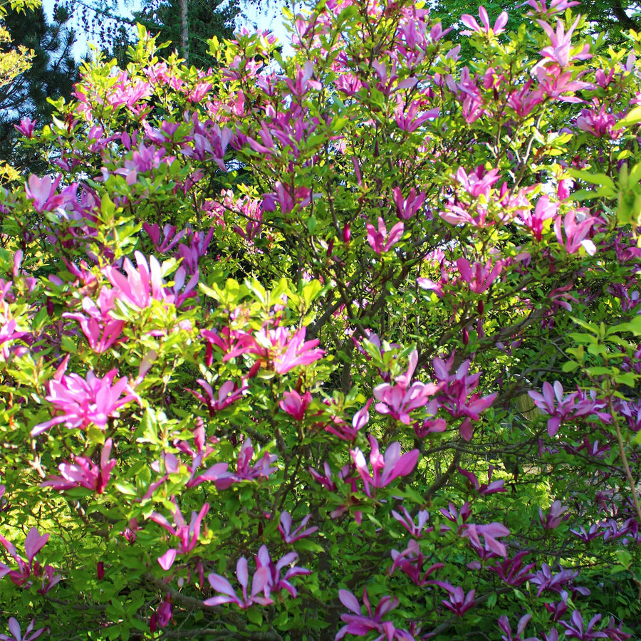 Magnolia Susan – 45 cm hoog (foto 6)