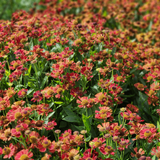 24x Helenium 'Moerheim Beauty' - ↕10-25cm - Ø9cm