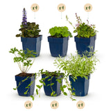 Green boutiQ - Borderpakket - Bodembedekkend - 24 Vaste planten - 3 m2 - Diversen kleuren - Weinig Onderhoud - Pot 11cm