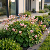 Green boutiQ - Vasteplant - Geranium macr. Ingwersen's Variety - Ooievaarsbek - Bodembedekkend - Licht Roze - 6 Planten - Pot 11cm - Hoogte 15-25cm